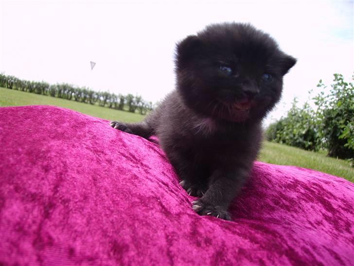 Huskat Plet - Jeg savner altså min mor.. billede 1