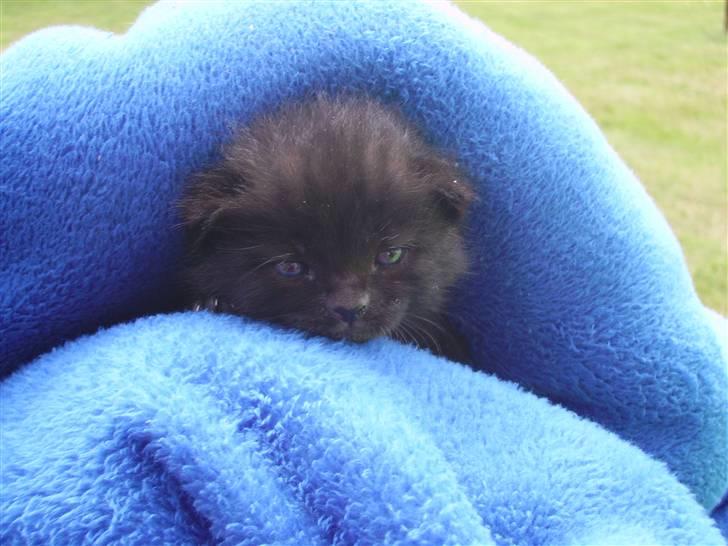 Huskat Plet - Et dejligt blødt tæppe... Hjælper lidt når mot ikke er her. billede 2