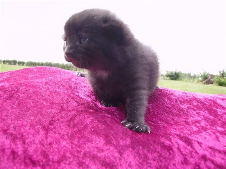 Huskat Plet billede 3