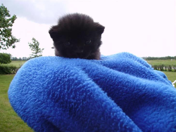 Huskat Plet billede 4