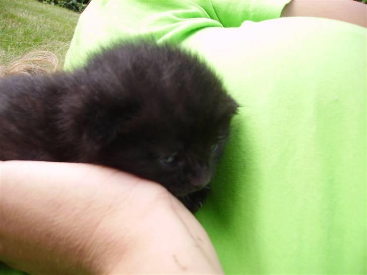 Huskat Plet billede 5