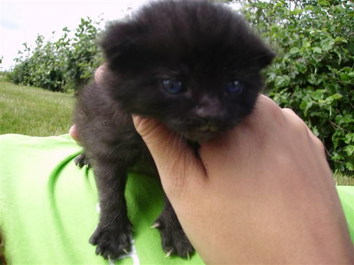 Huskat Plet billede 6