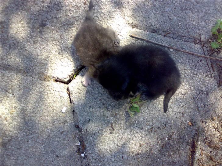 Huskat Plet - Jeg kan også godt lide at være udenfor når det er godt vejr billede 7