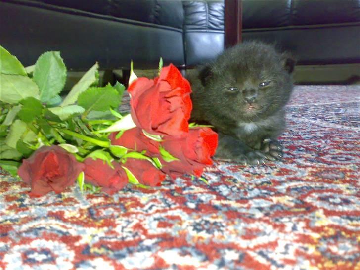 Huskat Plet billede 8