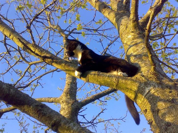 Huskat Mille - Mille har overblik billede 1