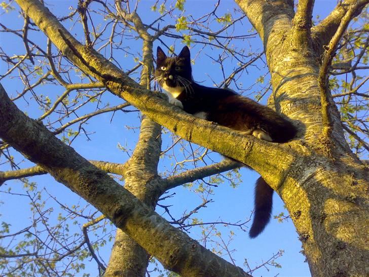 Huskat Mille billede 2