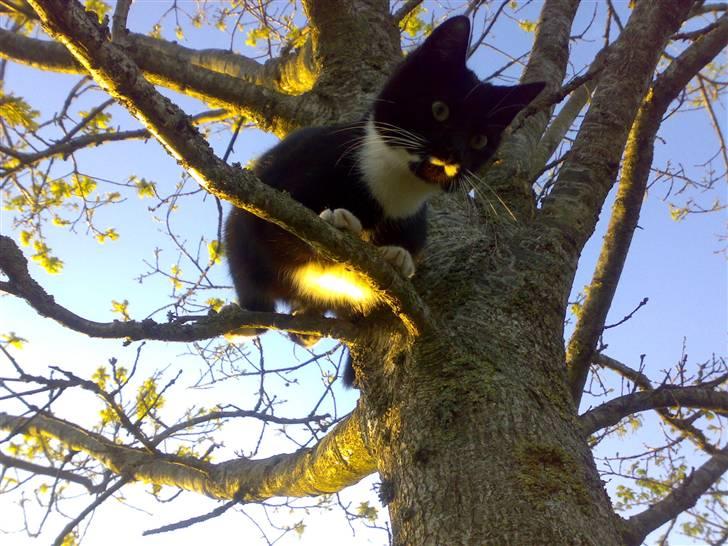 Huskat Mille - Det kan godt være lidt svær at finde den rigtige gren for at komme ned igen... billede 3