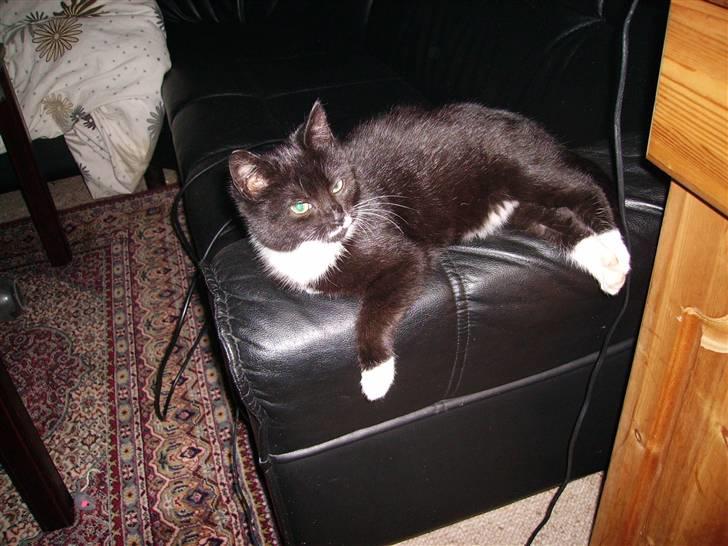 Huskat Mille - Uhh.. Dejlig afslapning på armlænet.. billede 4