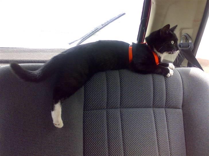 Huskat Mille - Så er vi klar til at køre billede 5