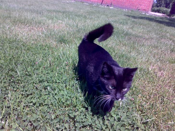 Huskat Mille - Hov.. Hvem var det der kom ind i vores have??? billede 6