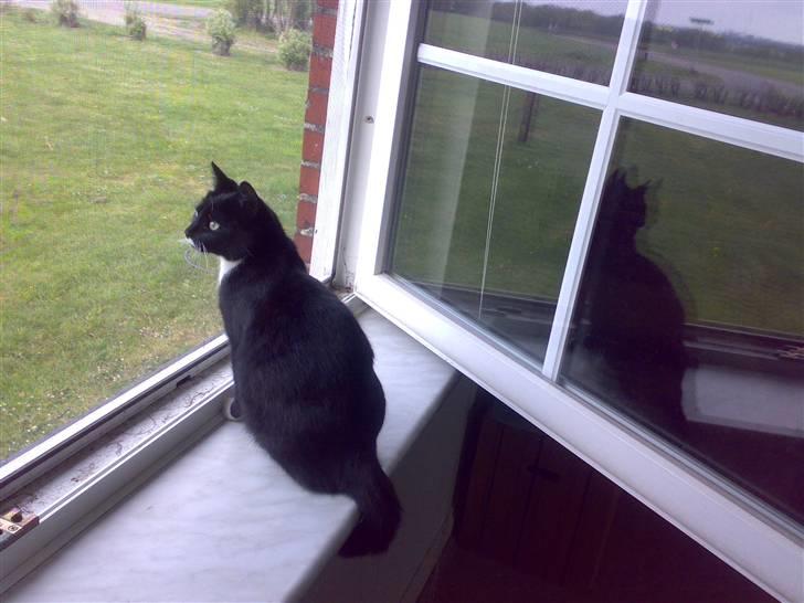 Huskat Mille - Yeeaarr... god udsigt fra stuevinduet...  billede 7