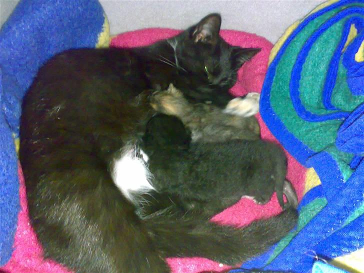 Huskat Mille - Se mine dejlige små killinger..  billede 8