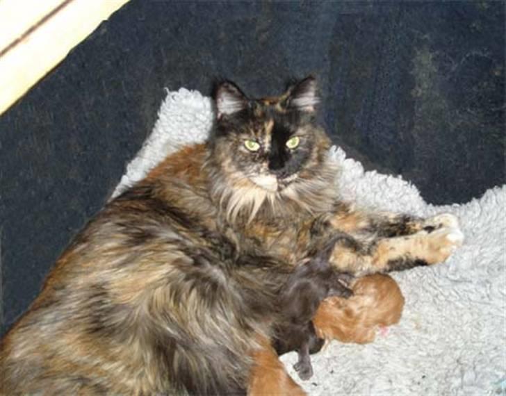 Maine Coon Chessy P - Mín mor Phønix´s Trunte med mine søskende og mig. billede 10