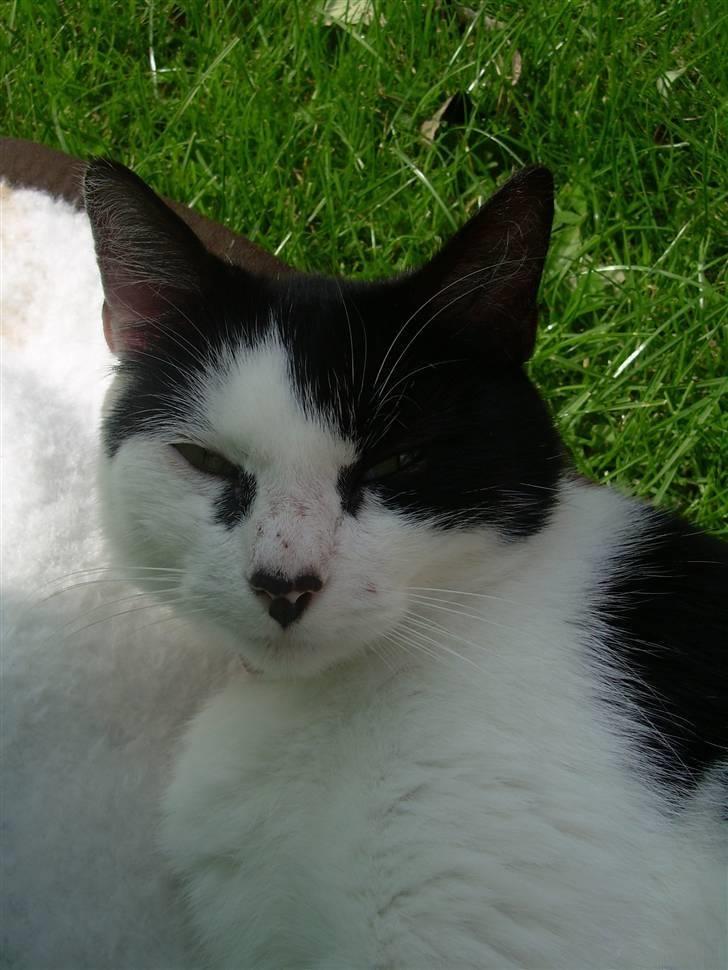 Huskat Ronja - Velkommen til min Profil. ! Smid en kommentar så er jeg glad. ! billede 1