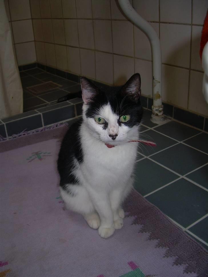 Huskat Ronja - HVAD VAR DET ?? =) billede 2