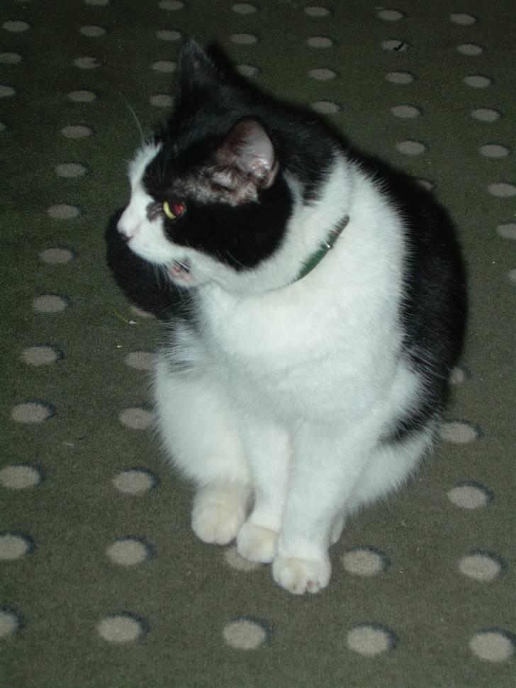 Huskat Ronja - Ohh.. Jeg har træt. ! billede 3