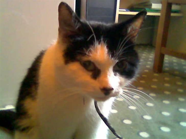 Huskat Ronja - Her er jeg. ! billede 4