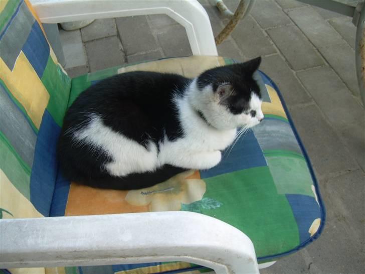 Huskat Ronja - Udenfor billede 6