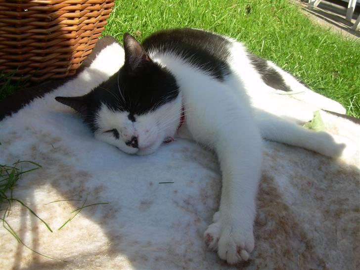 Huskat Ronja - Hej.. billede 7