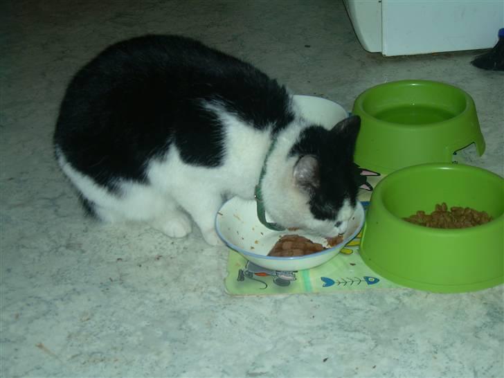 Huskat Ronja - Mad. ! <3 billede 8