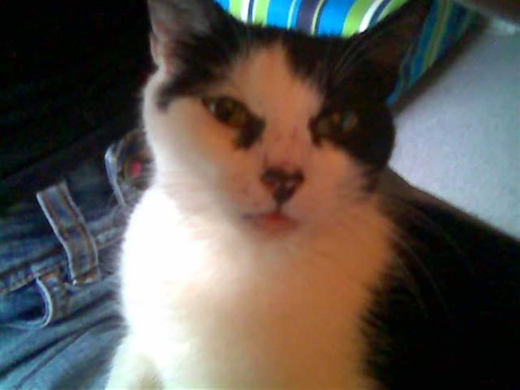 Huskat Ronja - Her er jeg jo! billede 9