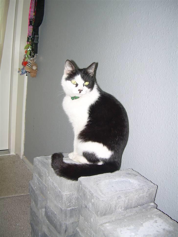 Huskat Ronja - Se.! Jeg er model.....! billede 10