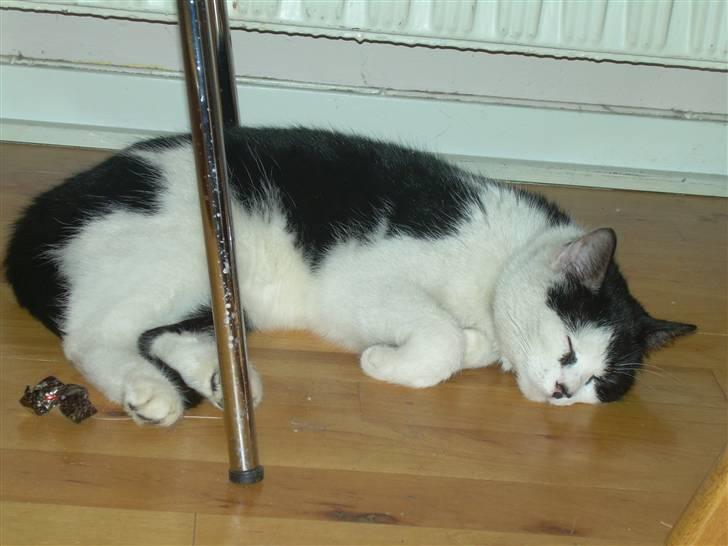 Huskat Ronja - Her er varmt.! billede 11