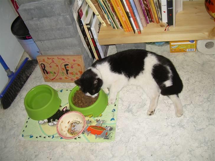 Huskat Ronja - Jeg ligger og spiser mad.. =) billede 12