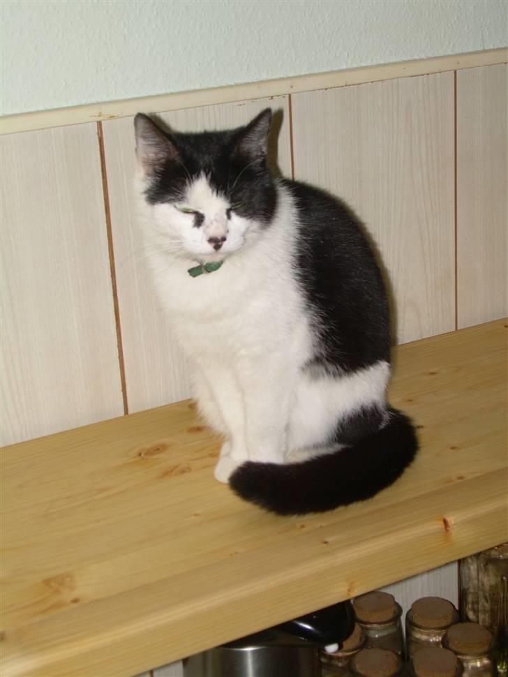 Huskat Ronja - her igen.! billede 13