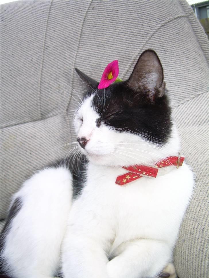 Huskat Ronja - Jeg er fotomodel ! =) billede 14