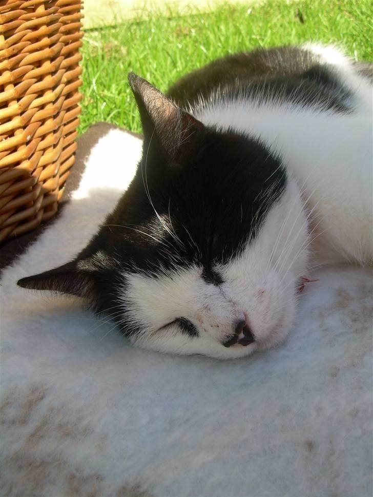 Huskat Ronja - Her er jeg ! <3 <3 billede 15