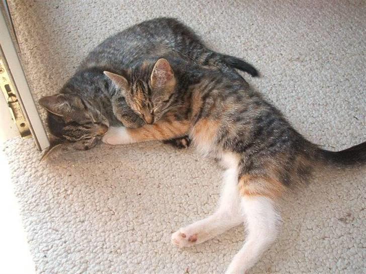 Huskat Poxy (nyt hjem) - Poxy og Sofus tager sig lige en slapper billede 19