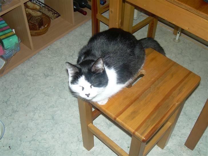 Huskat Ronja - Elsker dig.! billede 16