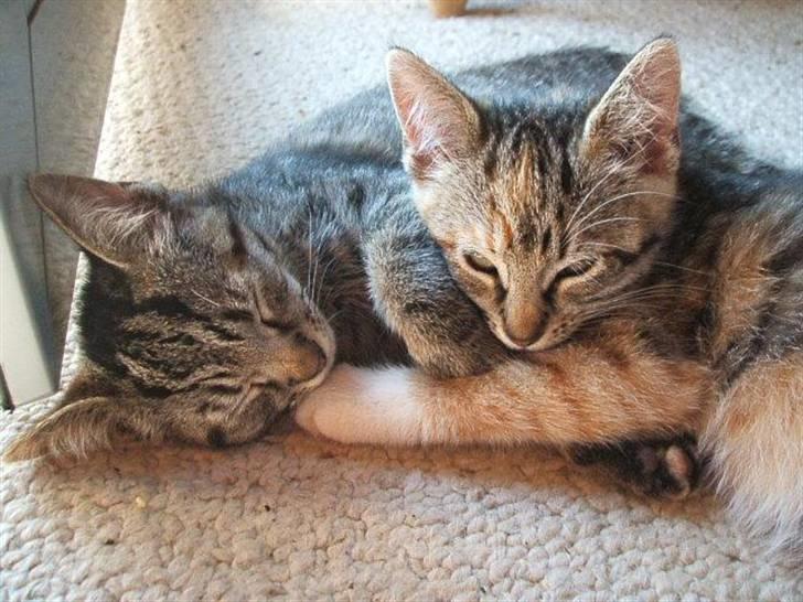 Huskat Poxy (nyt hjem) - Poxu og Sofus igen billede 20