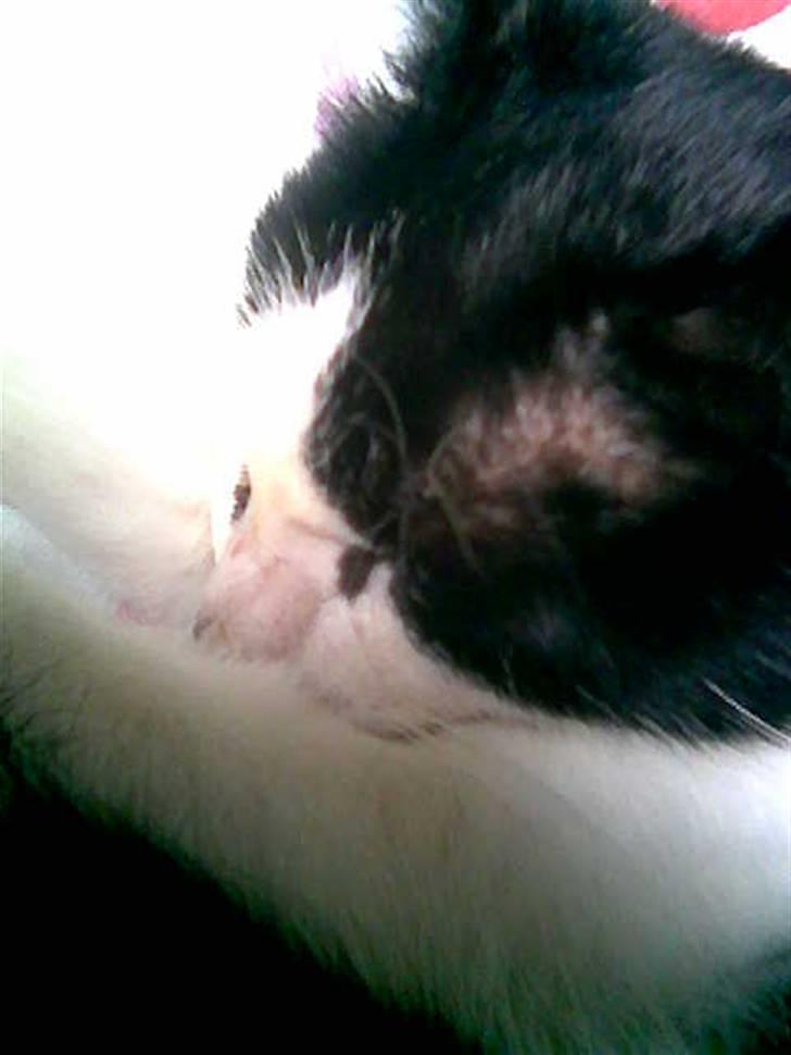 Huskat Ronja - Ronja..   oos 4-evar billede 17