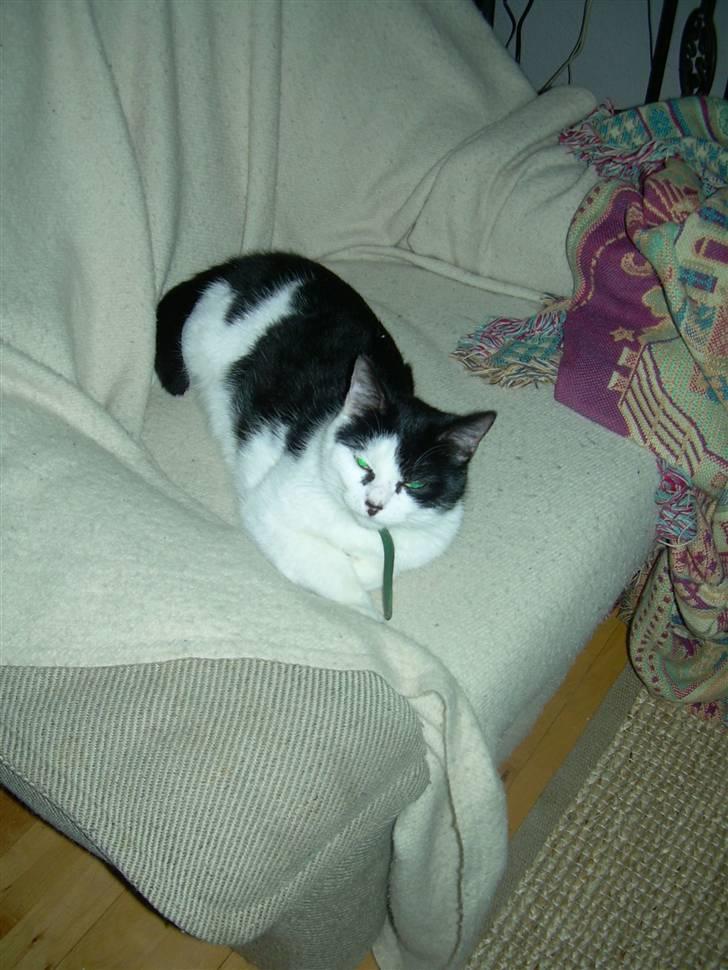 Huskat Ronja - ..Ja ja jeg er altså vågen.. =) <3 billede 18