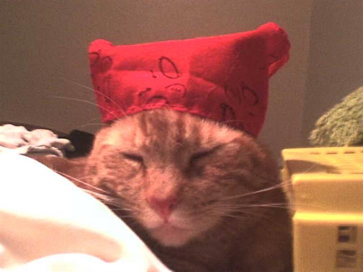 Huskat Bet Ski (min søsters kat) - 17) Bet Ski Lee. billede 14