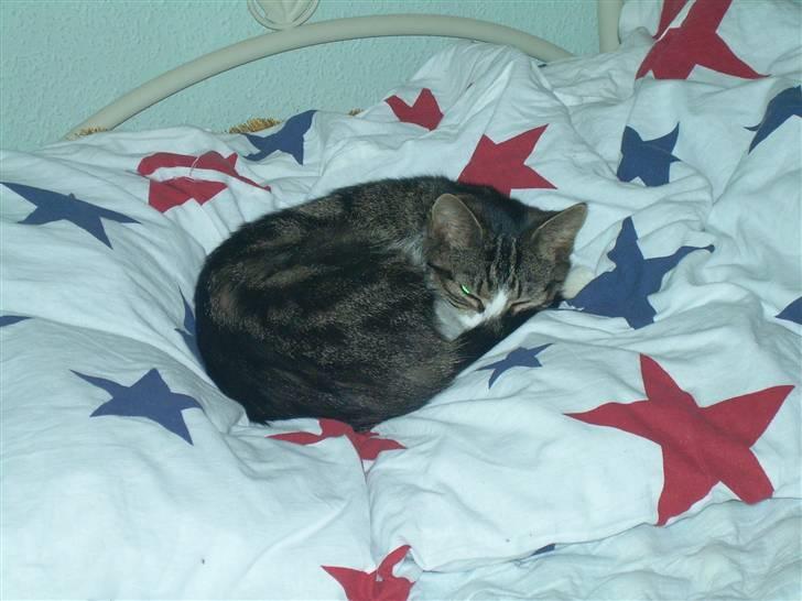 Huskat Freja  - Uhha.. Jeg er MEGA træt.. billede 18