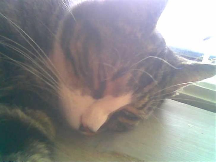 Huskat Freja  - Ja jeg er træt igen.. Uha.. billede 19