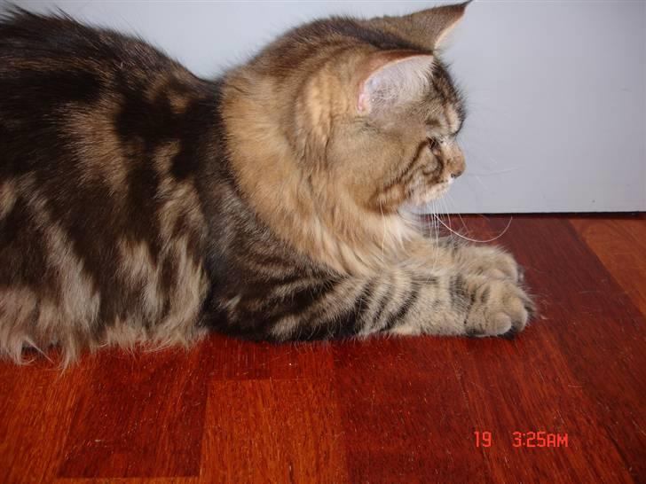 Maine Coon Markie billede 16