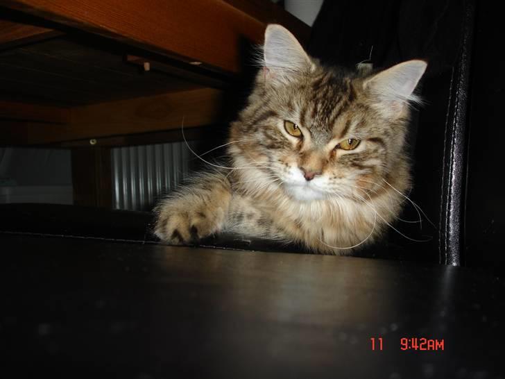 Maine Coon Markie - Jeg er da bare for lækker... Ik`  billede 18