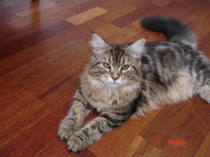 Maine Coon Markie billede 19