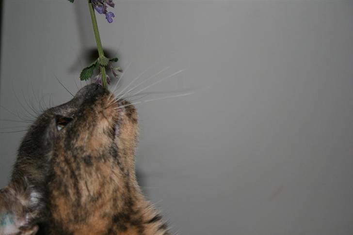 Blanding af racer Cleopatra billede 20