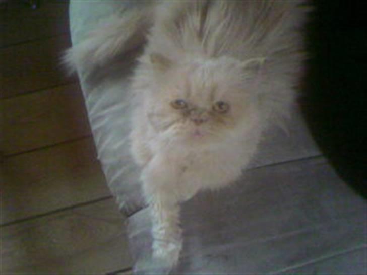 Perser Molly,<3 R.I.P. :'/ billede 7