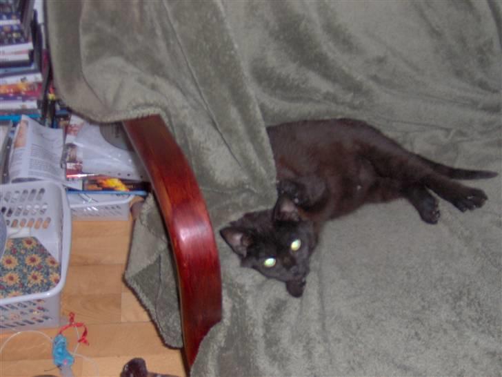 Blanding af racer Tulle - Er så træt nød til at sove lidt  billede 1