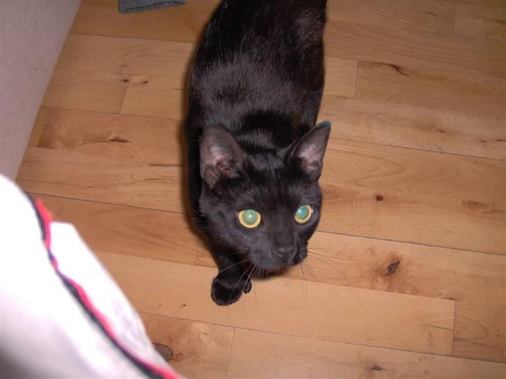 Blanding af racer Tulle - KOm jeg vil lege og kæles for gider i ikke billede 2