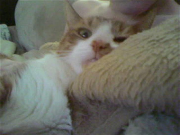 Huskat Mikki,<3 RIP billede 14