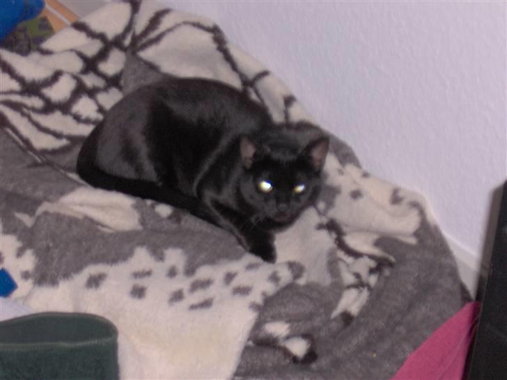 Blanding af racer Tulle - Kan lige tage en slapper billede 3