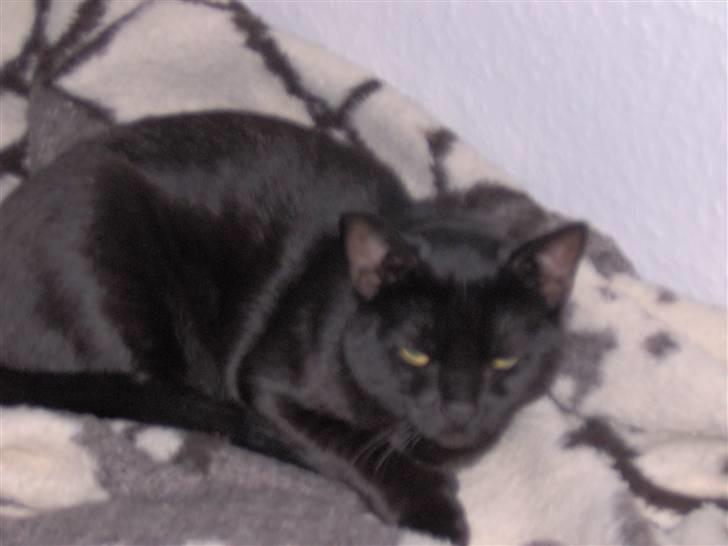 Blanding af racer Tulle - Kan i ikke lade mig sove skal i tage billeder nu af mig billede 4