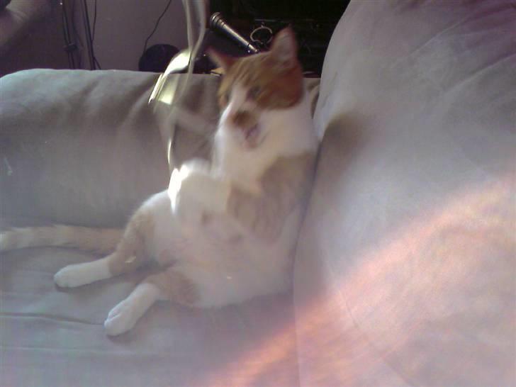 Huskat Mikki,<3 RIP billede 15